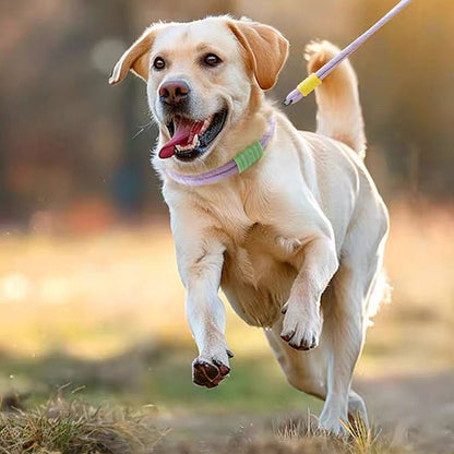 Explosion Proof Punch Cloud Bubble Dog Leash
